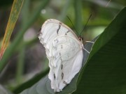 White Morpho at Wisley - Feb 2014
