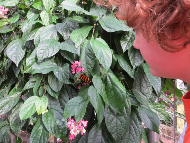 will and tiger lacewing