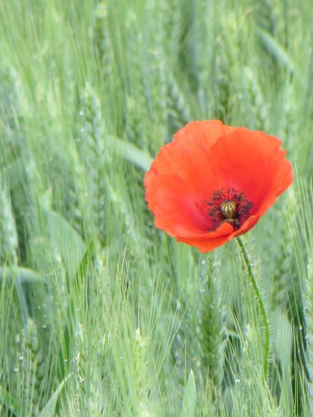 tall poppies