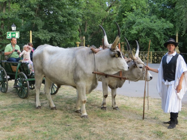 night of the museums - budapest