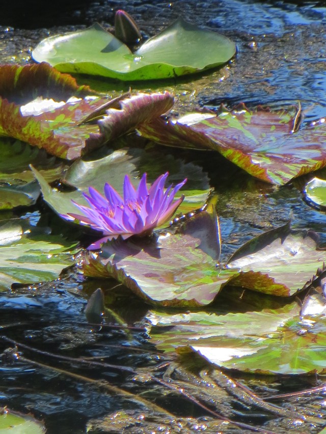 lily pads in lake heviz