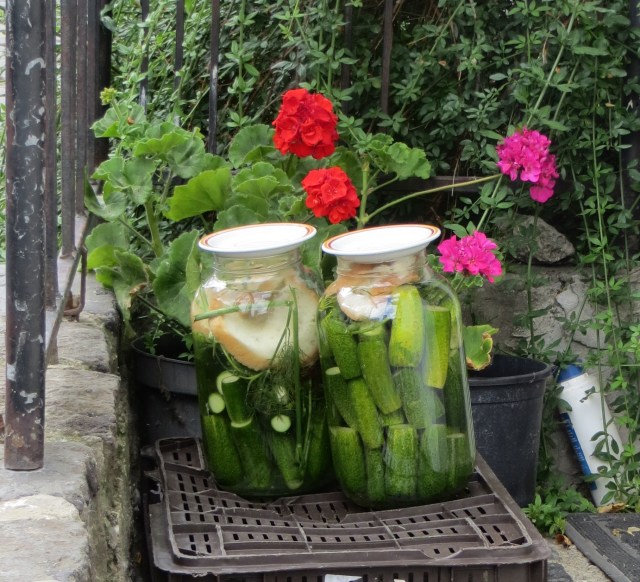 pickled in szentendre